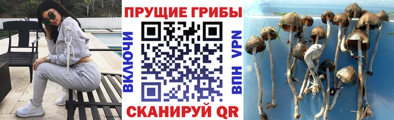 Псилоцибиновые грибы ЛСД  Губкинский 