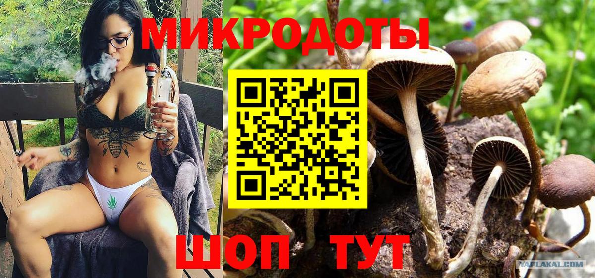 Псилоцибиновые грибы Psilocybe Губкинский